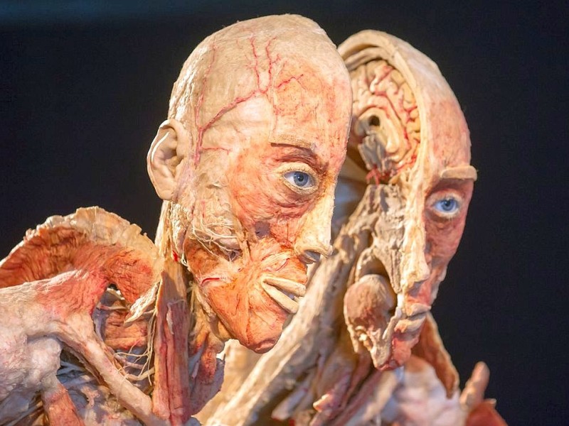 Die Themenausstellung Körperwelten und der Zyklus des Lebens mit Plastinaten des menschlichen Körpers ist erstmals im Ruhrgebiet zu sehen, in Bochum an der Hermannshöhe, am Donnerstag, den 29. August  2013 in Bochum.  Foto: Ingo Otto / WAZ FotoPool