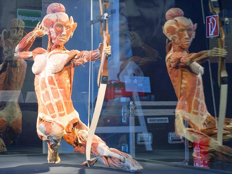 Die Themenausstellung Körperwelten und der Zyklus des Lebens mit Plastinaten des menschlichen Körpers ist erstmals im Ruhrgebiet zu sehen, in Bochum an der Hermannshöhe, am Donnerstag, den 29. August  2013 in Bochum.  Foto: Ingo Otto / WAZ FotoPool