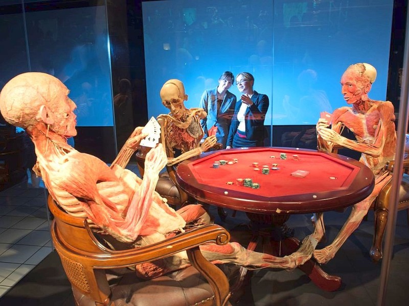 Die Themenausstellung Körperwelten und der Zyklus des Lebens mit Plastinaten des menschlichen Körpers ist erstmals im Ruhrgebiet zu sehen, in Bochum an der Hermannshöhe, am Donnerstag, den 29. August  2013 in Bochum.  Foto: Ingo Otto / WAZ FotoPool