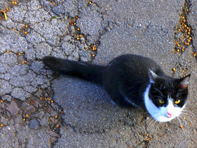 Nur eine Katze blickt ein bisschen missmutig in die Kamera.