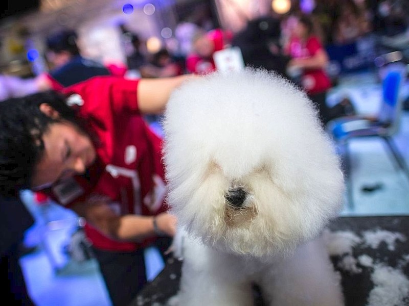 Waschen, Schneiden, Stylen: Hier wurden die Hunde schick gemacht. 17 Teams kämpften auf der Weltmeistschaft der Hundefriseure um den Titel.