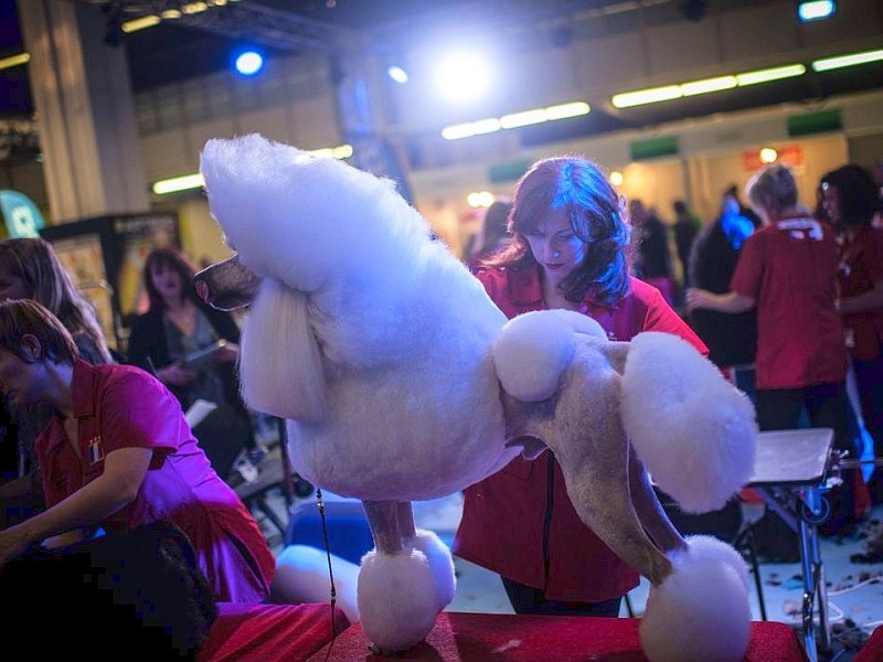 Waschen, Schneiden, Stylen: Hier wurden die Hunde schick gemacht. 17 Teams kämpften auf der Weltmeistschaft der Hundefriseure um den Titel.