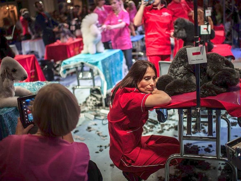 Waschen, Schneiden, Stylen: Hier wurden die Hunde schick gemacht. 17 Teams kämpften auf der Weltmeistschaft der Hundefriseure um den Titel.