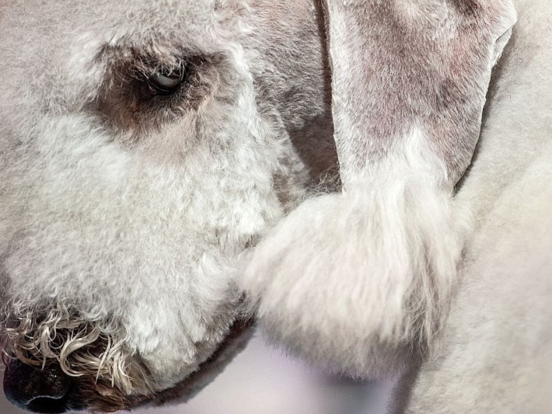 Waschen, Schneiden, Stylen: Hier wurden die Hunde schick gemacht. 17 Teams kämpften auf der Weltmeistschaft der Hundefriseure um den Titel.