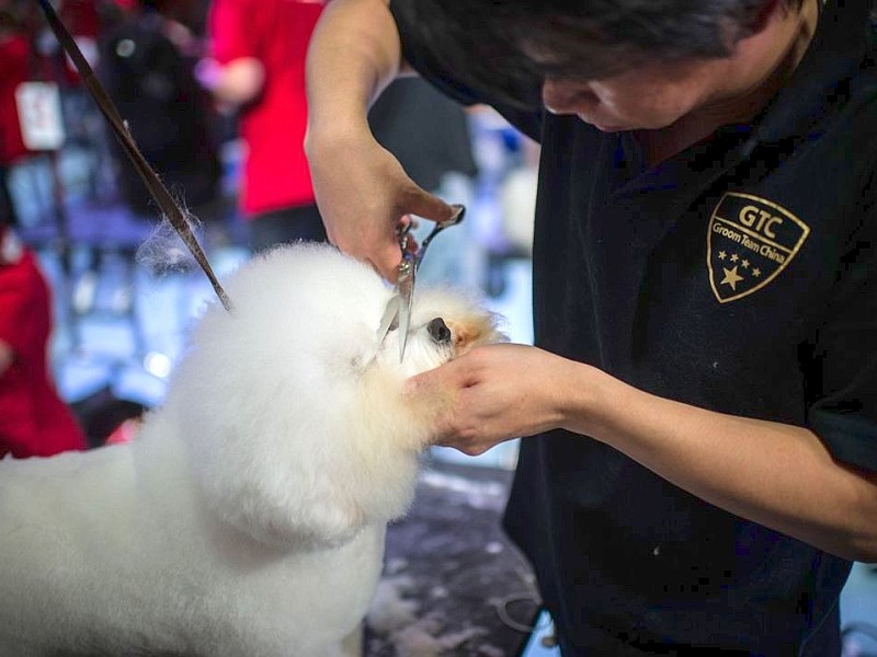 Waschen, Schneiden, Stylen: Hier wurden die Hunde schick gemacht. 17 Teams kämpften auf der Weltmeistschaft der Hundefriseure um den Titel.