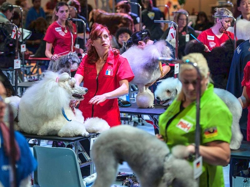 Waschen, Schneiden, Stylen: Hier wurden die Hunde schick gemacht. 17 Teams kämpften auf der Weltmeistschaft der Hundefriseure um den Titel.