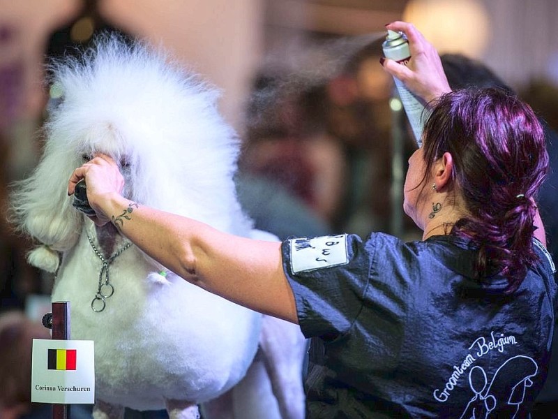 Waschen, Schneiden, Stylen: Hier wurden die Hunde schick gemacht. 17 Teams kämpften auf der Weltmeistschaft der Hundefriseure um den Titel.