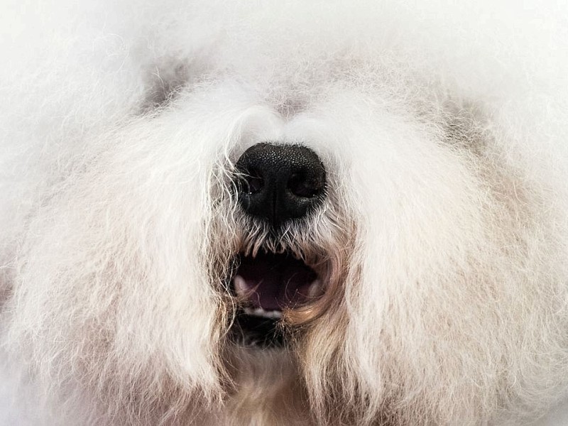 Waschen, Schneiden, Stylen: Hier wurden die Hunde schick gemacht. 17 Teams kämpften auf der Weltmeistschaft der Hundefriseure um den Titel.