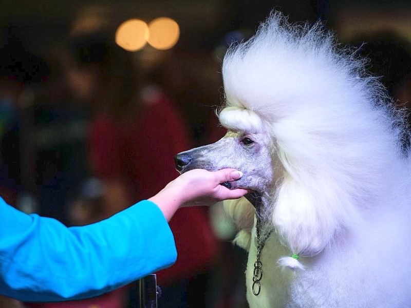 Waschen, Schneiden, Stylen: Hier wurden die Hunde schick gemacht. 17 Teams kämpften auf der Weltmeistschaft der Hundefriseure um den Titel.