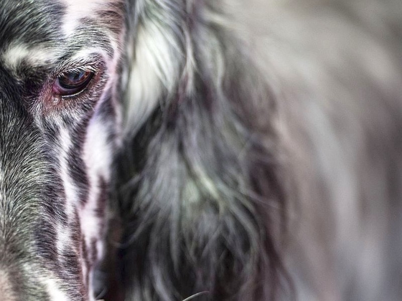 Waschen, Schneiden, Stylen: Hier wurden die Hunde schick gemacht. 17 Teams kämpften auf der Weltmeistschaft der Hundefriseure um den Titel.