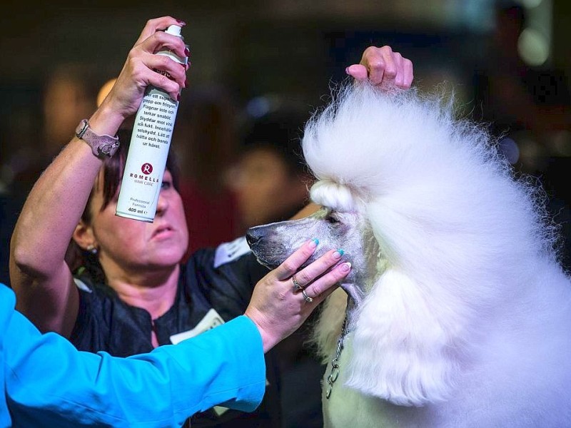 Waschen, Schneiden, Stylen: Hier wurden die Hunde schick gemacht. 17 Teams kämpften auf der Weltmeistschaft der Hundefriseure um den Titel.