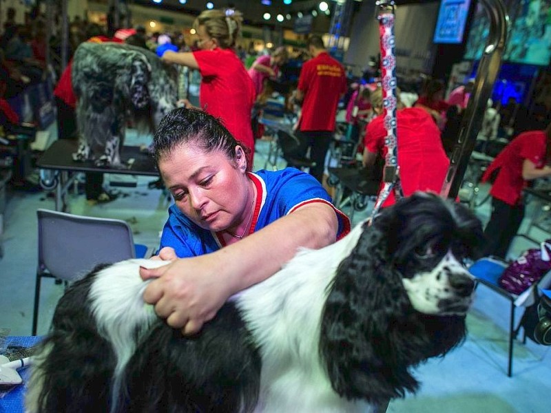 Waschen, Schneiden, Stylen: Hier wurden die Hunde schick gemacht. 17 Teams kämpften auf der Weltmeistschaft der Hundefriseure um den Titel.