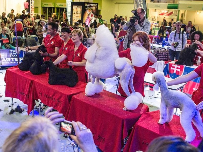 Waschen, Schneiden, Stylen: Hier wurden die Hunde schick gemacht. 17 Teams kämpften auf der Weltmeistschaft der Hundefriseure um den Titel.