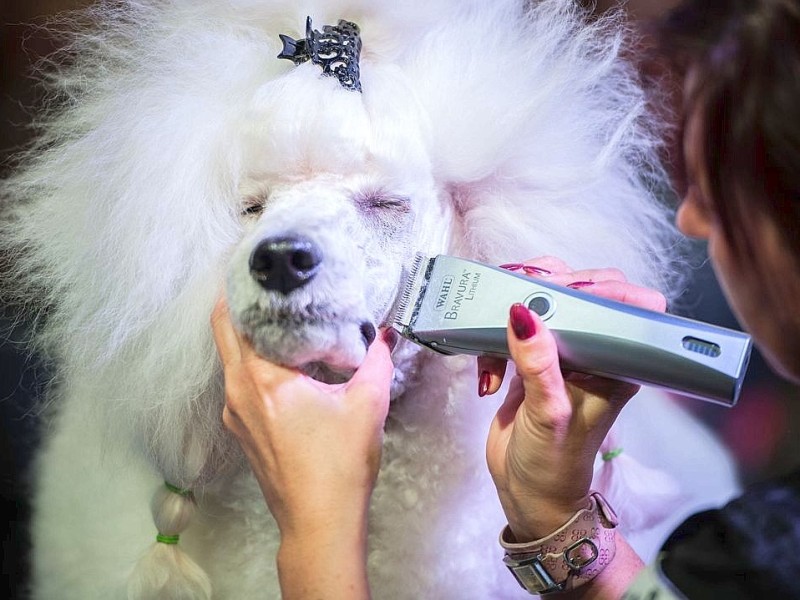 Waschen, Schneiden, Stylen: Hier wurden die Hunde schick gemacht. 17 Teams kämpften auf der Weltmeistschaft der Hundefriseure um den Titel.