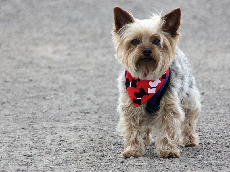 Christiane Gomez schickte ein Foto ihres Yorkshire-Terriers Chico.