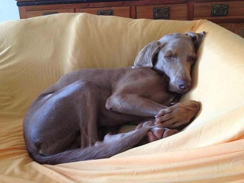 Fynn, der Weimaraner von Gaby Mousali.