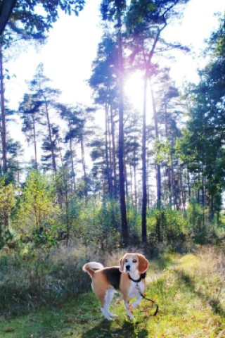 Beagle-Hündin Maira, fotografiert von Sophie Haseke.