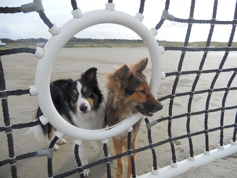 Gitte Kessels schickte den Schnappschuss von Border-Collie Sammy und Aussi-Mix Hündin Cassy.