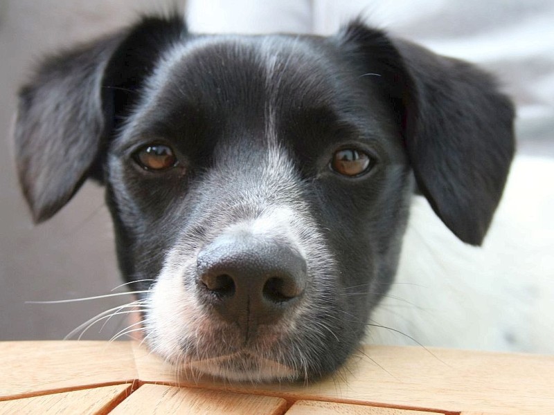 Karin Bucconi nahm das Foto des siebenjährigen Jack-Russell-Mischlings Bennie auf.