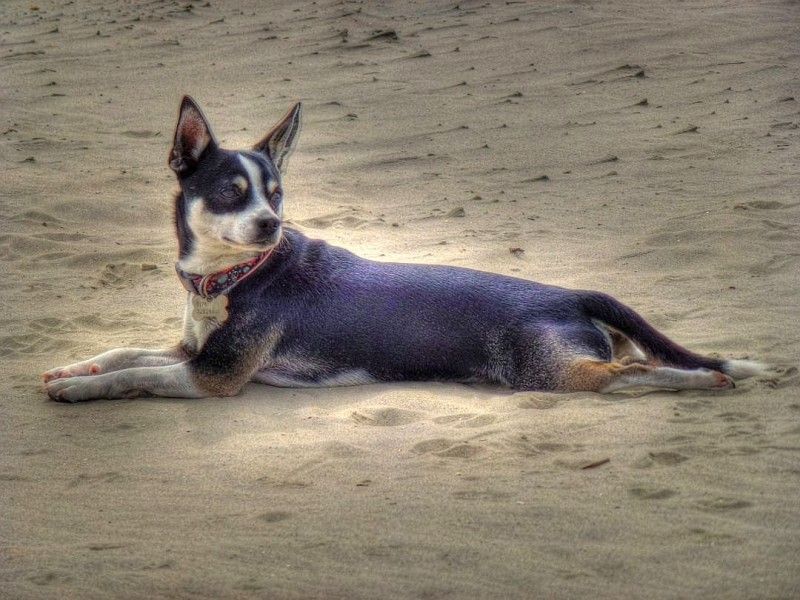 Brutus von Ludger Wischermann istr eine Mischung aus Chihuahua und Rehpinscher.