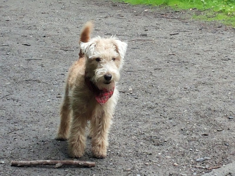 Susanne Wischermann schickte ein Foto ihres Terriers.