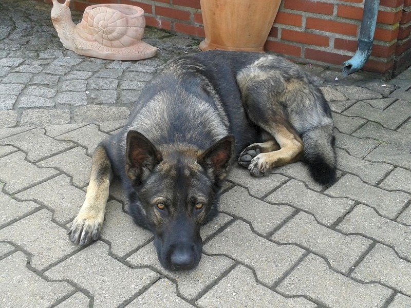 Schäferhund Hunter in einem eher gelangweilten Moment, aufgenommen von  Petra Lemke.