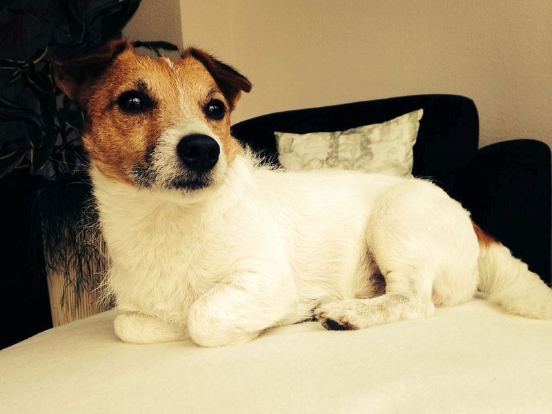 Tom, 3 Jahre alt, ist der quirlige Jack Russel Terrier von Julia Kopmann und ihrer Familie.