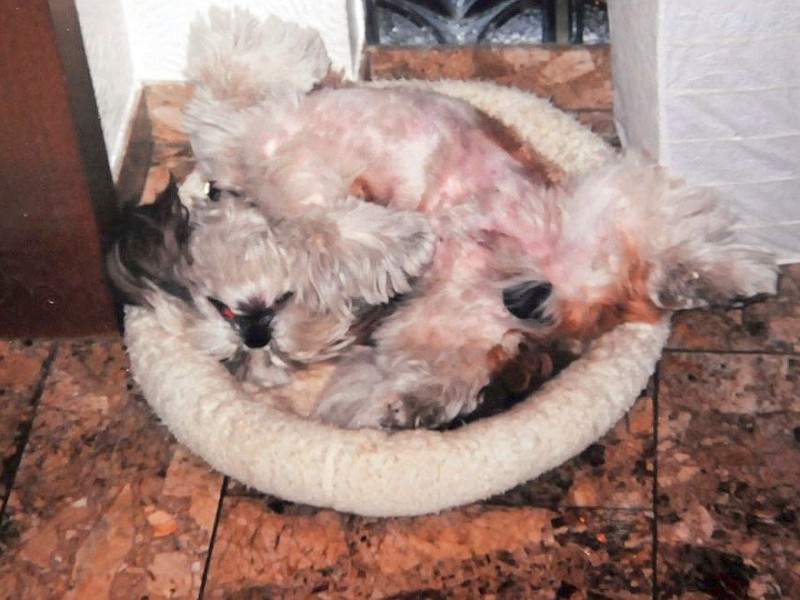 Shih Tzu Benny in seiner Schlafposition - bequem sieht anders aus. Gisela Schneeberg nahm das Bild auf.