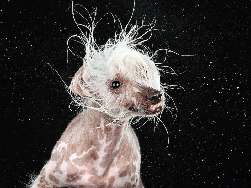 Mit einer sehr kurzen Belichtungszeit hat die US-amerikanische Fotografin Carli Davidson Hunde fotografiert, während sie sich schütteln. Entstanden sind zahlreiche Aufnahmen, die sie in dem Buch Shake veröffentlicht.