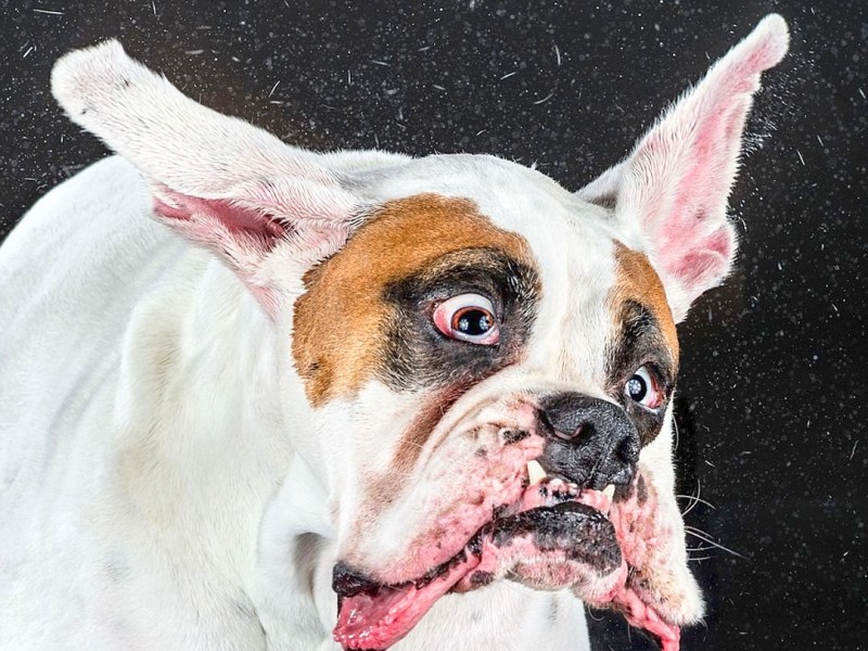 Mit einer sehr kurzen Belichtungszeit hat die US-amerikanische Fotografin Carli Davidson Hunde fotografiert, während sie sich schütteln. Entstanden sind zahlreiche Aufnahmen, die sie in dem Buch Shake veröffentlicht.