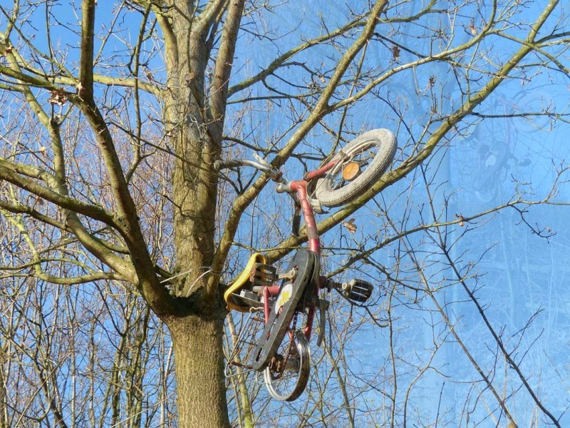 Viele Jahre rätsele ich schon, wo eigentlich die ganzen Fahrräder herkommen. Auf einem Spaziergang konnte ich nun das Geheimnis lösen.Sie wachsen an Bäumen.  Bei dieser noch unreifen Frucht  handelt es sich wohl um ein noch nicht voll aus“gereiftes“ Exemplar, wie man hier wundervoll sehen kann.Vielleicht kann mir jemand ine Bezugsquelle für Jungpflanzen eines E-Bike-Baumes mitteilen.Ich habe auch Erfahrung in Veredelung von Bäumen und wäre auch mit einem kleinen abgeschnittenen Trieb zufrieden, schreibt Ferdi Fischer.