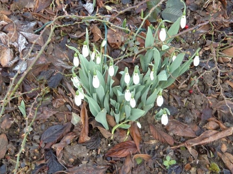 Heute Morgen, Montag, 13. Januar 2014, in Brilon-Gudenhagen gesehen; schön, nicht wahr?, schreibt Roswitha Diebenbusch