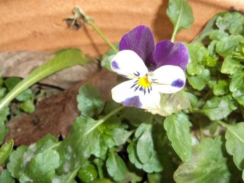 Dieses schöne Blümchen habe ich heute Morgen  im Blumentopf vor dem Haus entdeckt. Der Frühling lässt grüßen, schreibt Rosewitha Diebenbusch aus Marsberg