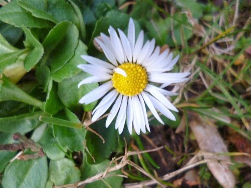 Das Gänseblümchem blüht im Januar und der Rasen ist so grün und lang wie im Mai. Foto: Gisela Rose