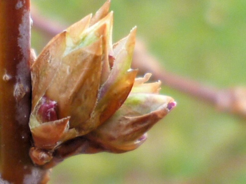 Bei dem Wetter ist es kein Wunder, wenn die Forsythien aufbrechen wollen.