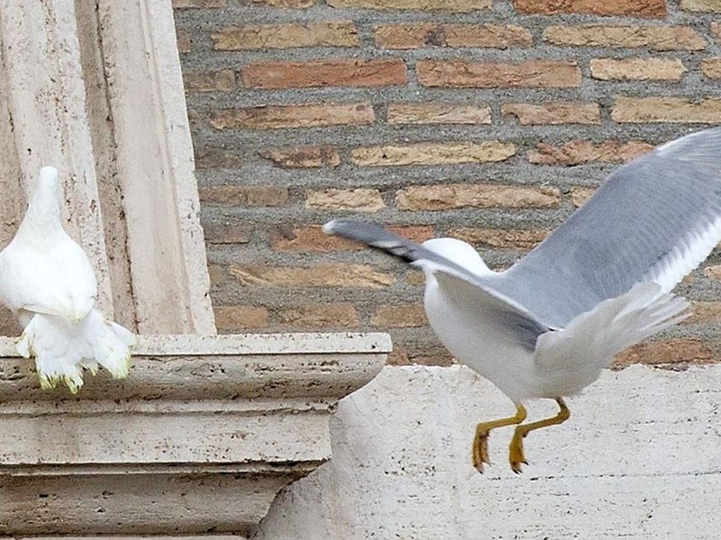 ...und gerät ins Visier einer Möwe.