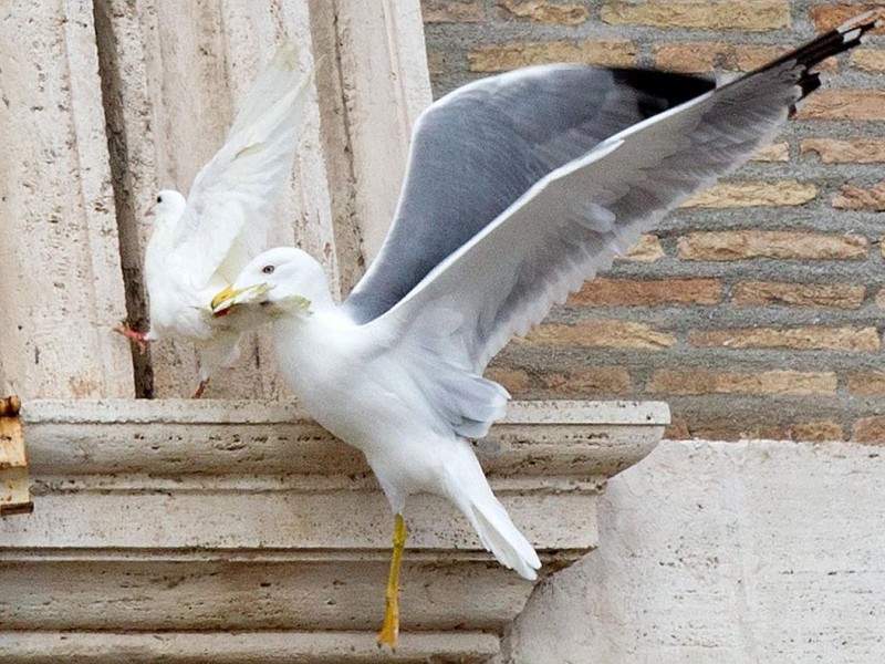 Der Raubvogel packt die Taube...