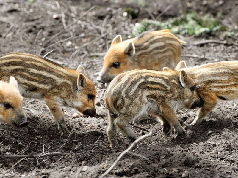 Stadtförster Stefan Jeschke zeigt den fünfachen Nachwuchs bei den Wildschweinen im Stadtwald in Duisburg-Neudorf. Im Dezember nahm der Förster zwei junge Wildschweine, Schnitzel und Blümchen, auf und baute für sie das Gehege im Wald. Dann kam ein drittes dazu und nun gibt es die mittlerweile gut drei Wochen alten Frischlinge.