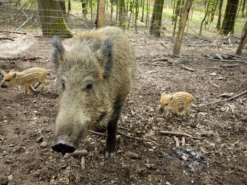 Stadtförster Stefan Jeschke zeigt den fünfachen Nachwuchs bei den Wildschweinen im Stadtwald in Duisburg-Neudorf. Im Dezember nahm der Förster zwei junge Wildschweine, Schnitzel und Blümchen, auf und baute für sie das Gehege im Wald. Dann kam ein drittes dazu und nun gibt es die mittlerweile gut drei Wochen alten Frischlinge.