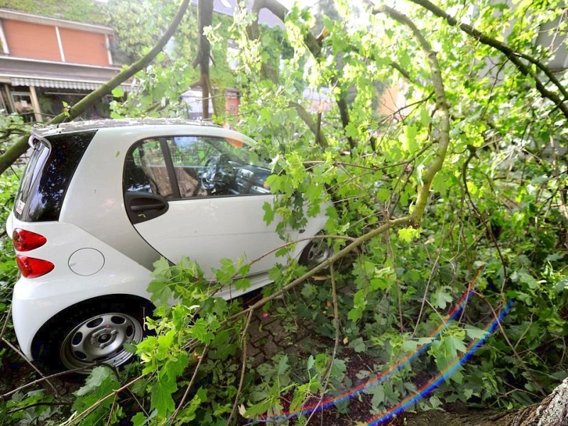 ...ein Smart von einem Baum begraben.