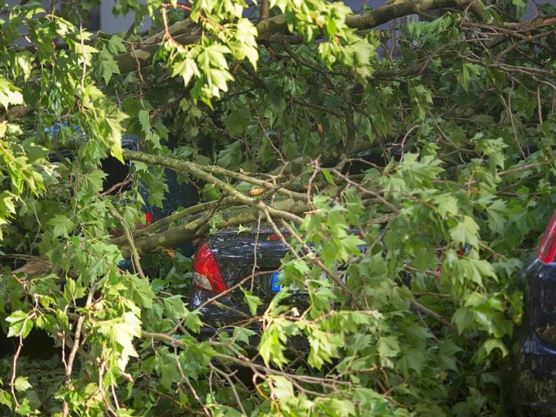 Mehrere Autos lagen auf der Karolingerstraße in Düsseldorf unter abgeknickten Ästen begraben.