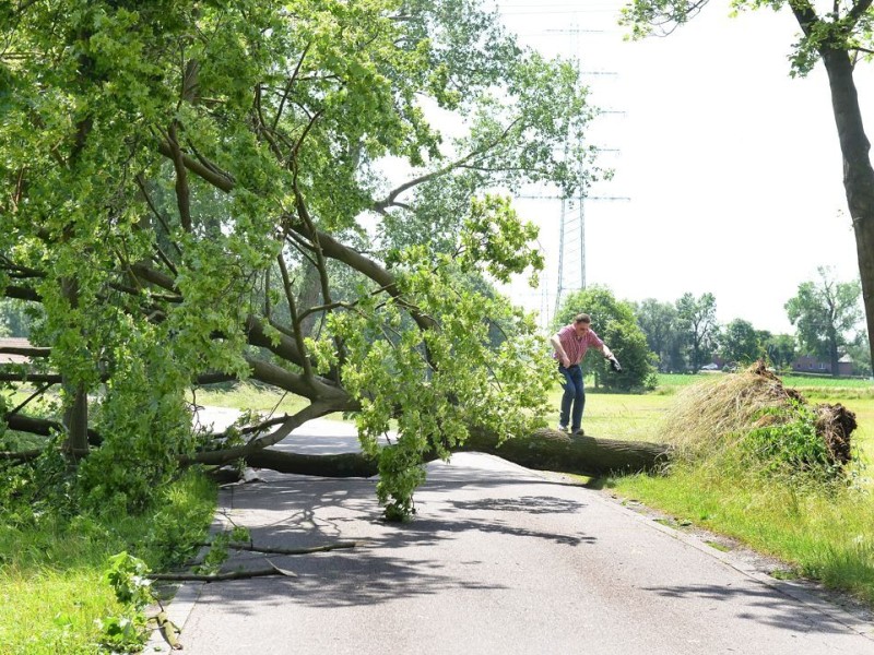 Ein umgestürzter Baum in Gelsenkirchen-Buer.