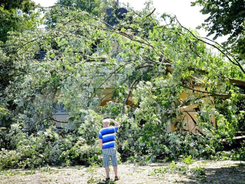 Der riesige Baum begräbt das Torbogenhaus am Stadtgarten in Bottrop.