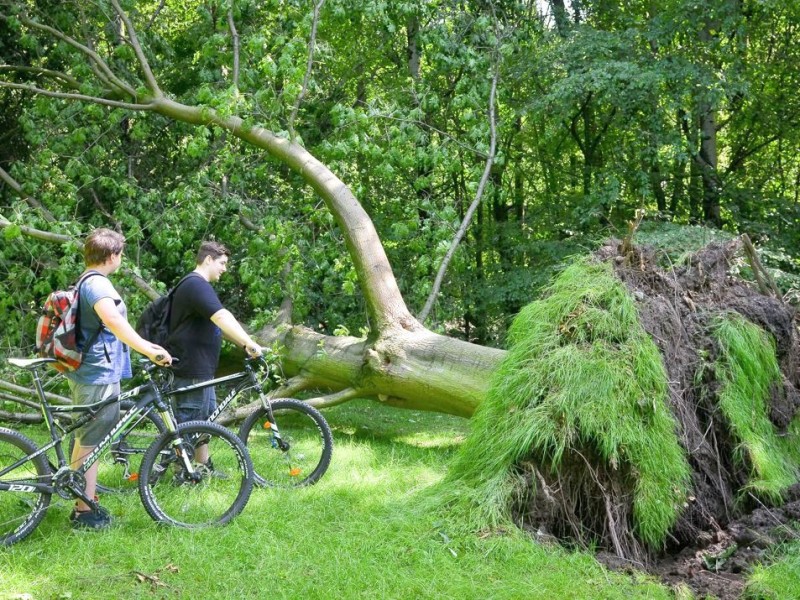 Dieser Baum auf der Beckstraße in Bottrop konnte dem Wind nicht standhalten.