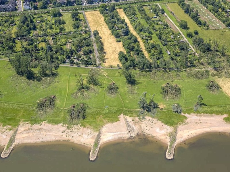 Zwischen der Oberkasseler Brücke und der Rheinkniebrücke wurden an beiden Ufern des Rheins Bäume entwurzelt.