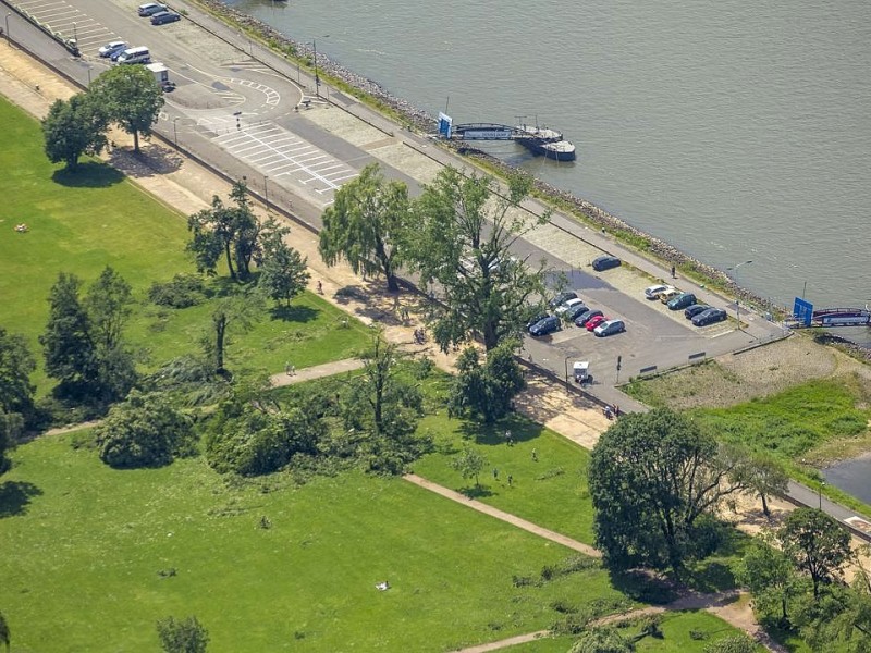 Zwischen der Oberkasseler Brücke und der Rheinkniebrücke wurden an beiden Ufern des Rheins Bäume entwurzelt.