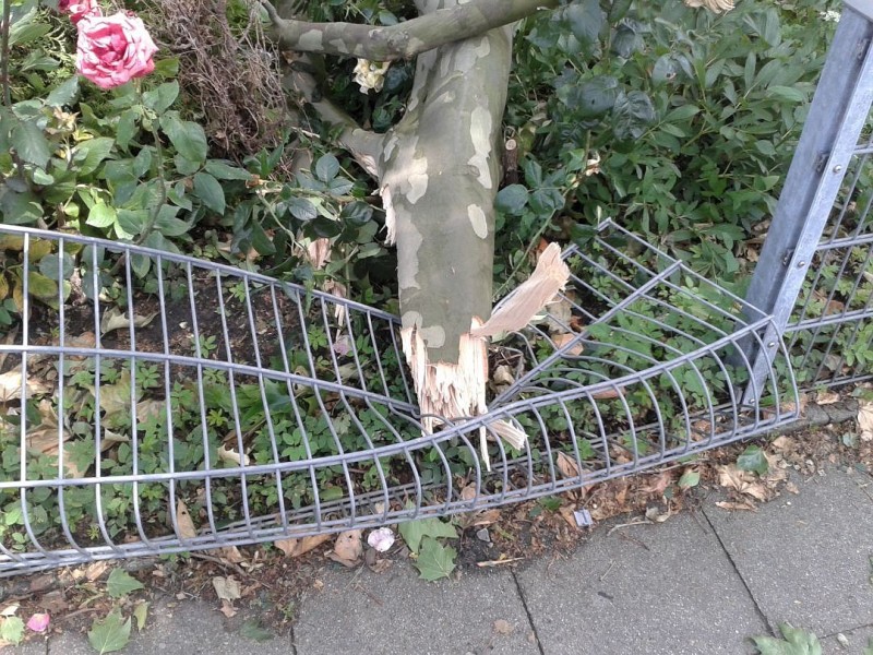 Leserfoto von Sarah Kolbinger. Sie schreibt: Das sind Bilder aus Styrum. Die Umgebung vom Rosenkamp/ Marktstraße /Hinterhof ist sehr verwüstet. Bäume umgekippt auf Autos und in Häuser. Dachziegel sind von den Dächern geflogen und selbst dicke Steinplatten der Baustelle am Rosenkamp sind kaputt. Schilder umgerissen und weggeflogen samt Steinhalterung. Auf der Oberhausenerstraße sind Ampeln ausgefallen und umgekippt und dadurch eine Leitungen kaputt.