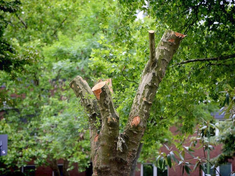 Ein Baumskelett an der Isenbergstraße am 14. Juni 2014. Foto: Kerstin Kokoska