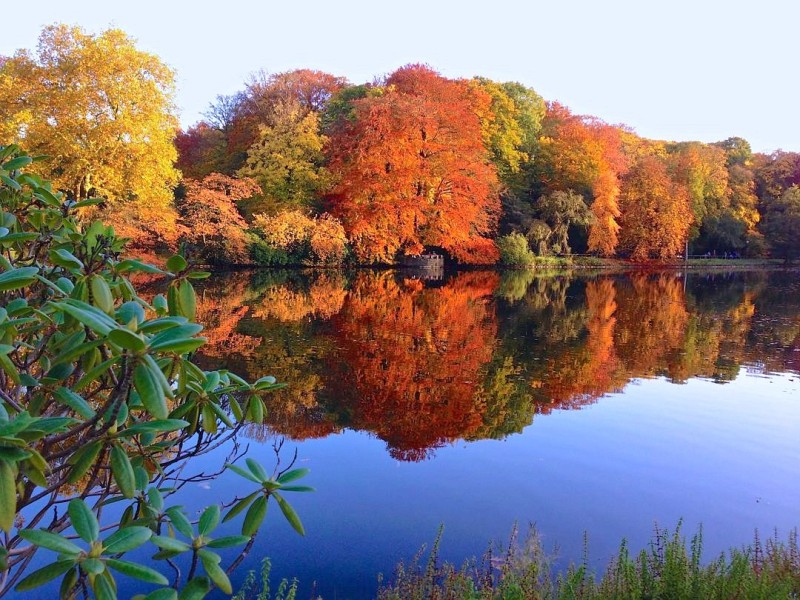 Nicht nur Häuser stehen unter Denkmalschutz, auch Parks tun es. Einer von ihnen: Der Rombergpark in Dortmund-Hombruch. Angelegt 1822 - und noch heute steht zum Beispiel eine Platane, die damals gepflanzt wurde. Am Sonntag Führung und Mitmach-Programm für Kinder.