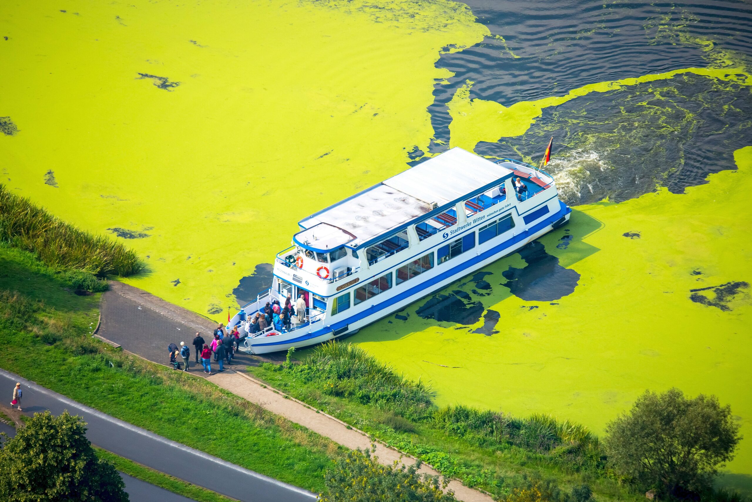 Wasserpest, Elodea, das Fahrgastschiff Schwalbe II legt auf der Wittener Seite in Heveney am Kemnader Stausee und nimmt Fahrgäste auf,  Witten, Ruhrgebiet, Nordrhein-Westfalen, Deutschland